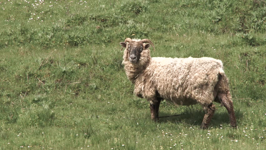 One ram sheep looking at camera while feeding on grassy hill then walks away, out of frame.