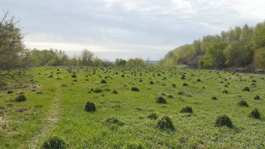 Ecology. On the field a lot of ant hills in the spring.