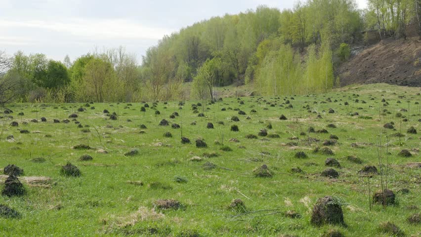 Ecology. On the field a lot of ant hills in the spring.