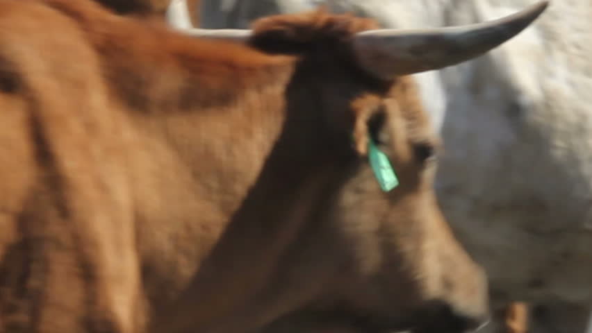 This is a close up shot of a cattle drive that seamlessly loops.