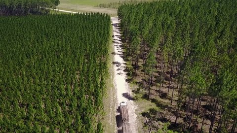 Log Truck Driving Down Dirt Road Through Beautiful Pine Forest | Aerial Drone Footage