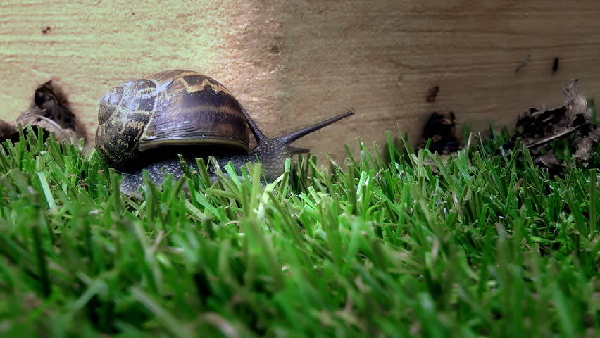 Garden Snail stock footage. A close up shot of a garden Snail searching for
