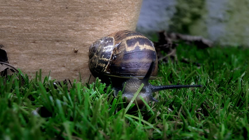 Garden Snail stock footage. A close up shot of a garden Snail searching for