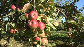 tilt up of red juicy fresh apple fruit hang on green branch apple tree. Autumn apple harvest. 4K UHD video clip.