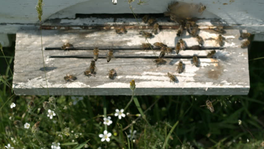 Bees are flying near honeycomb - slow motion