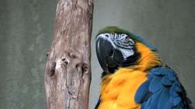 close up macaw parrot 