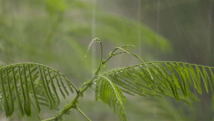 Heavy tropical rain falling on green leaves, as they sway in the wind.