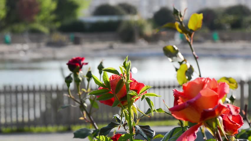 Rose with red, pink, orange and yellow colors swaying and dancing in the wind. Fountain spouts in a pond behind the flowers.