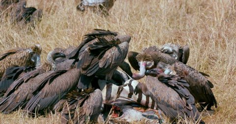 R\xFCppell'S Griffon Vultures With Zebra Kill; Maasai Mara Kenya Africa