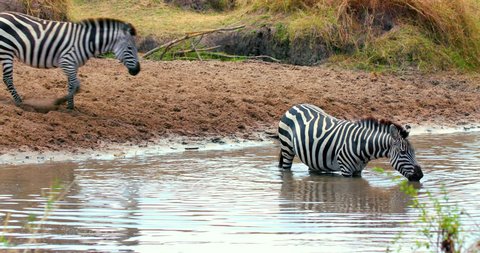 Burchell'S Zebras In Water; Maasai Mara Kenya Africa