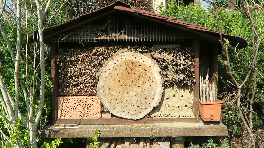 wild bees flying in front of insect hotel in springtime. male Osmia bicornis. 5 video Sequences. 