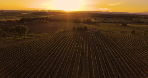 Aerial footage, gorgeous vineyards on sunset in Tuscany, Italy, 4K