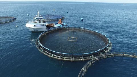 Fish circle factory. Round fishes farm. Industrial fish grow next to huge cliffs. Drone image around the nets.