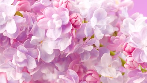 Lilac flowers bunch background. Beautiful opening violet Lilac flower Easter design closeup. Beauty fragrant tiny flowers open closeup. 4K UHD video 3840X2160