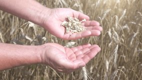 High quality video of wheat grains in the hands in the field in real 1080p slow motion 250fps