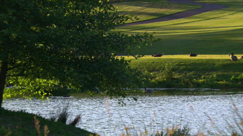 Right pan over pond on golf course with waterfowl swimming or resting on shore