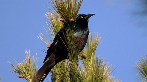 Common Grackle blackbird raven chirping, sound