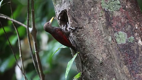 Maroon woodpecker (Blythipicus rubiginosus) in Borneo