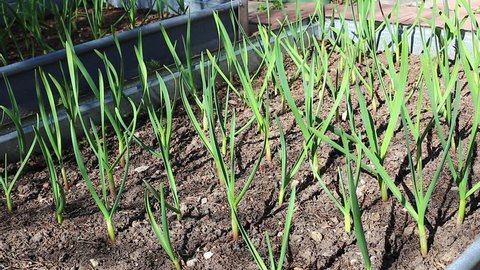 Vegetable garden bed for growing garlic