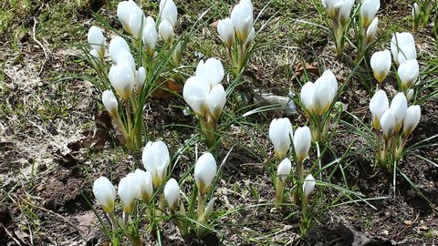 Beautiful white crocuses bloom in the garden in early spring