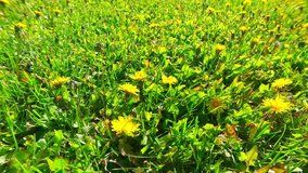 Video of Spring Dandelion meadow
