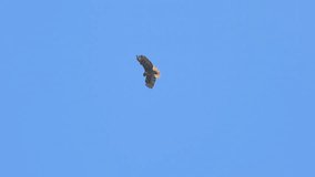 4K video of red tailed hawk hovering in sky above San Francisco bay in California
