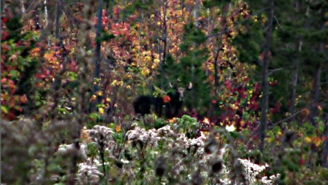 HD of a bull moose and a female moose cow camouflaged by fall foliage