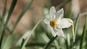 Narcissus poeticus beautiful garden flower 4K 2160p 30fps UltraHD footage - Daffodil plant shallow DOF 3840X2160 close-up UHD video