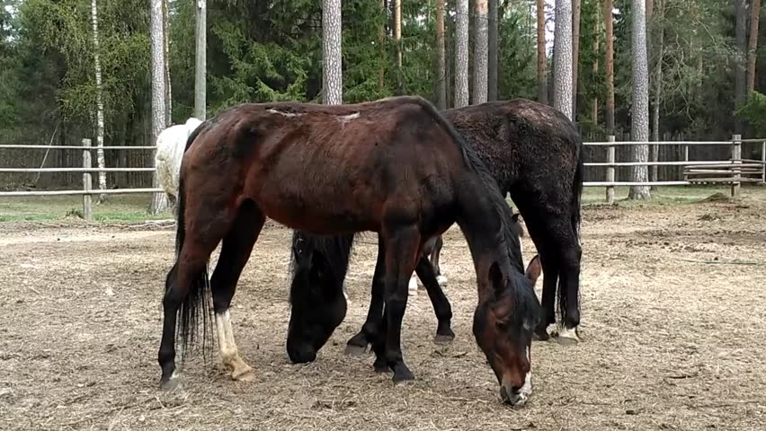 Thin, shedding horses, with ribs stick out and a wound on the back, in the yard