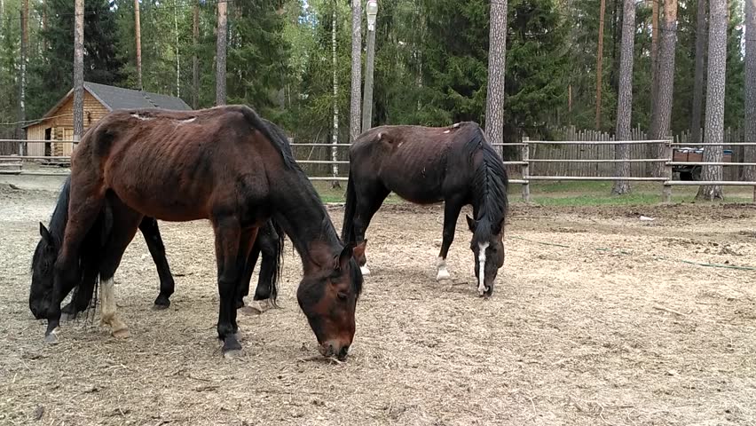 Thin, shedding horses, with ribs stick out and a wound on the back, in the yard