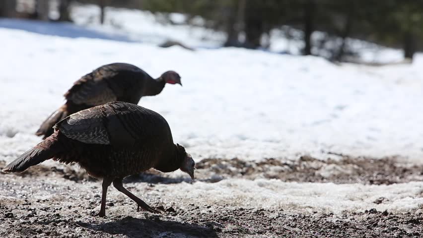 wild turkeys forage for food in snow
