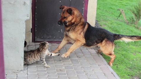 Cat runs from dog/dog attacks the cat and the cat runs away from the tree dog