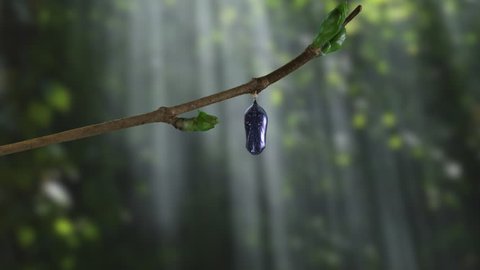 View of a monarch butterfly emerging from chrysalis in dramatic woods