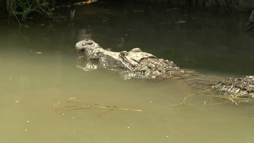 nile crocodile attacking Stock Footage Video (100% Royalty-free ...