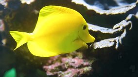 Closeup of several beautiful funny bright surgeonfish swimming in aquarium water. Yellow tangs fish cheerfully feeding from water-plants leaves. Zebrasoma flavescens. Real time hd video footage.