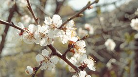Video UHD 3840x2160 - Blooming white plum blossom in the early spring  - Buy Stock Footage