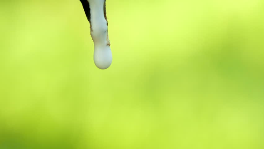 Close-up of the rubber latex drop from a rubber tree | Shutterstock HD Video #26617625