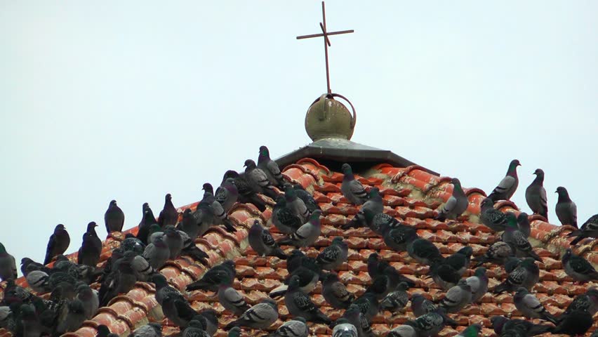 The Roof of the Church and Pigeons Doves Bird Animal