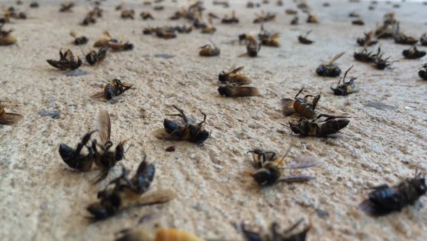 Dead bee on ground. Bees are flying insects closely related to wasps and ants, known for their role in pollination and, in the case of the best-known bee species. footage Royalty-Free Stock Footage #26618893