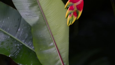 Bottom view of a banana flower. After a rain. An insect flies near the plant.