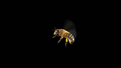 Flying Bee - Transparent Background