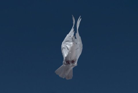 White dove flying directly over camera into blue sky, slow motion