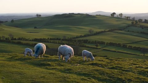 Sheeps at landscape in Ireland/ Irish landscape / Sheeps on the hills in Ireland