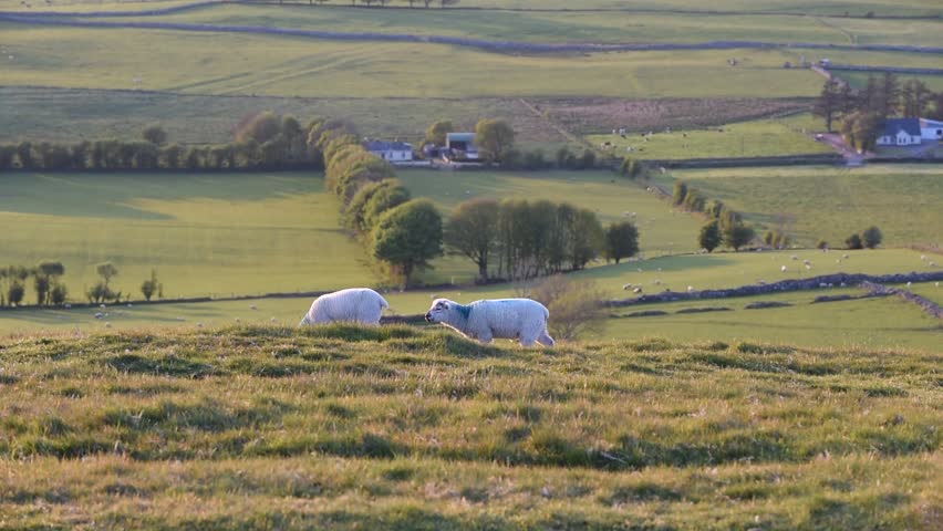 Sheeps at landscape in Ireland/ Irish landscape / Sheeps on the hills in Ireland