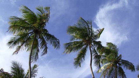 shot of palm trees in Maceio Alagoas, Brazil