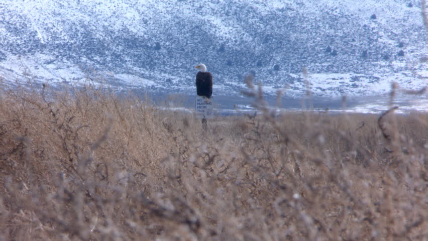 Bald Eagle perched on and flying from "No Hunting" sign
