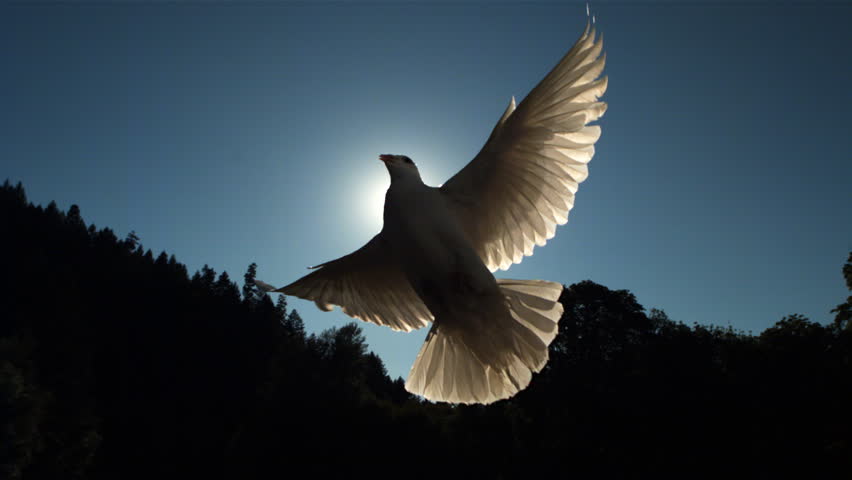 Sunbeams forming cross behind dove flying in ultra-slow motion across frame | Shutterstock HD Video #26629930