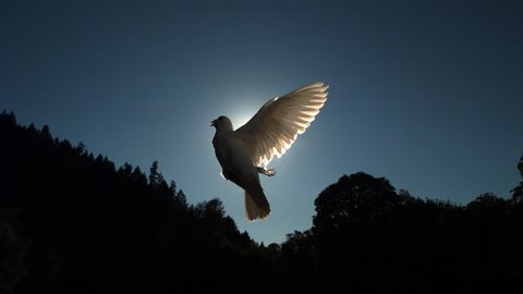 Evening sunbeams forming cross behind dove flying upward in ultra-slow motion
