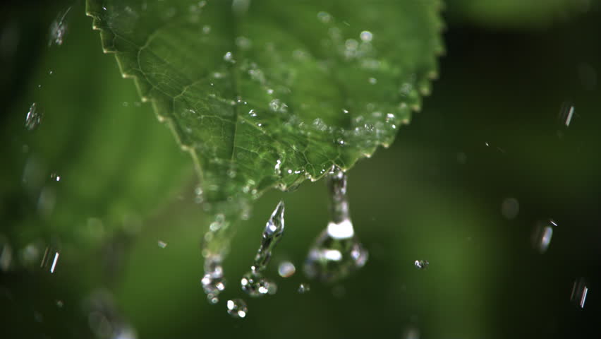 Ultra-slow motion raindrops falling on close-up serrated leaf | Shutterstock HD Video #26629999