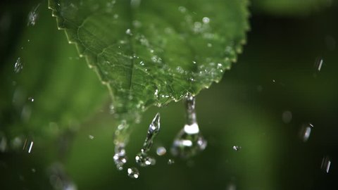 Ultra-slow motion raindrops falling on close-up serrated leaf